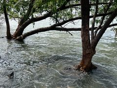 -宝安西湾红树林湿地公园