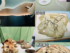 -中国地质博物馆