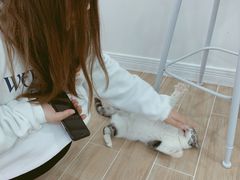 -李小姐の猫咖啡馆(五角场店)