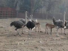 -西安秦岭野生动物园