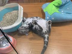 -龟与熊猫宠物公园(南坪店)