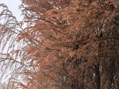 -长广溪湿地公园