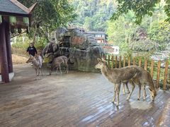 -西双版纳原始森林公园