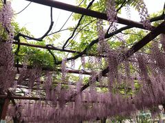 -嘉定紫藤园