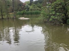 -海珠湖公园