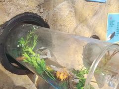 -吉林市朱雀山国家森林公园