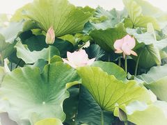 -梁鸿国家湿地公园