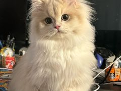 -lincat·猫舍(广州店)