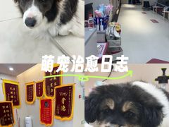 -御宝贝24h宠物医院·转诊中心·CT核磁血透中心(厦门总院)