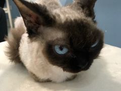 -喵的天空名猫咖啡馆·撸猫·猫舍·用品