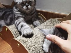 -有猫主题·治愈系猫咖(曾厝垵店)