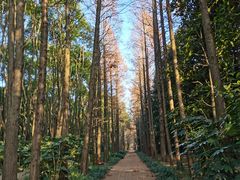 -上海滨江森林公园