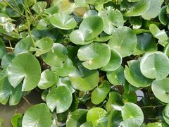 -武清南湖绿博园