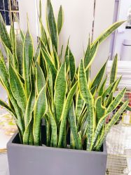 -FUTURE HN男士发型风格设计