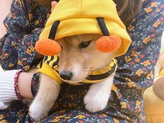 -逗柴咖啡屋·狗咖猫咖宠物桌游