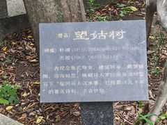 -巢湖姥山岛