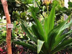 -北京植物园-展览温室