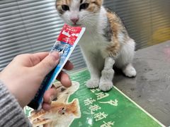-四月宠物医院·猫专科·心脏专科·内科(转塘店)