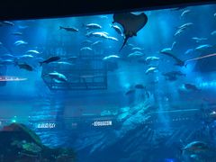 -迪拜水族馆及水下动物园