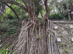 -九龙公园