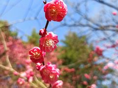 -白塘生态植物园