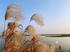 -湖南东洞庭湖国家级自然保护区