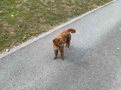 -九科绿洲