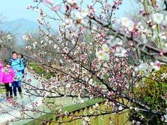 -香雪海