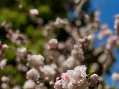 -南汇桃花村