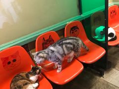 -猫咪博物馆(顶澳仔猫街店)