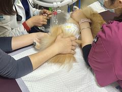 -美联众合动物医院·24h转诊中心