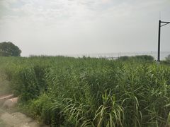 -贡湖湾湿地公园