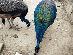 -武汉紫薇都市田园