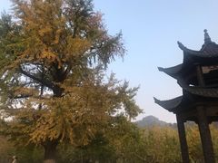 -千年银杏谷文化旅游区