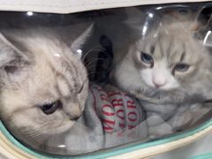 -佳雯宠物医院·皮肤科·内外科(春晓路分院)