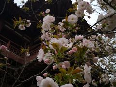 -西安青龙寺遗址景区