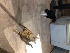 猫语时光咖啡书吧-小时光咖啡馆(开森度假森林店)
