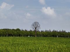-杭州湾海上花田景区