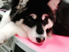 -宠福鑫康馨动物医院·骨科·眼科
