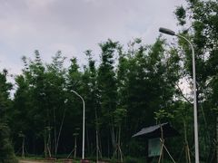 -天鹿湖森林公园