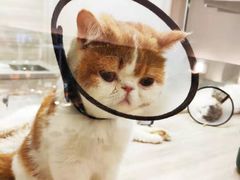 -飞行喵MR PILOT|猫舍·猫咖(静安大融城店)