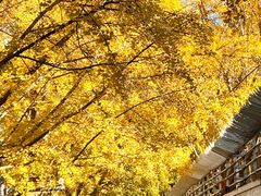 -三里屯东五街银杏大道