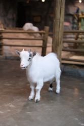 -Zoolung Zoolung动物主题公园(海信广场店)