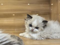 -猫十亿·布偶金渐层·曼基康矮脚猫舍(青年路店)