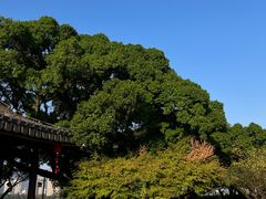 -江心屿景区