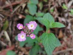 -火炉山森林公园