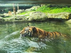 -深圳野生动物园
