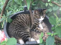 -临水阁农家乐饭店