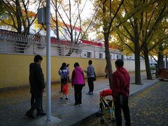 -三里屯东五街银杏大道