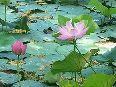 -大宁郁金香公园-停车场